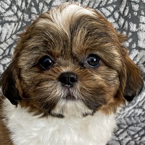 Shih-Tzu Puppy for Sale - Heavenly Puppies