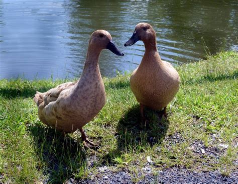 Duck Breeds: 14 Breeds YOU Could Own and Their Facts at a Glance