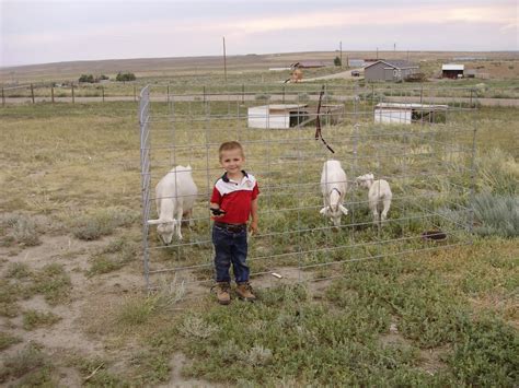 Goat Tractor - Homespun Oasis by Millie Copper