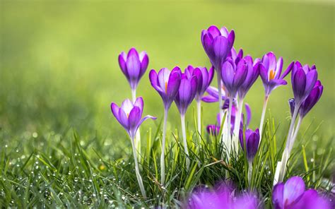 Pin by Arlie Zamora on Virágok | Crocus flower, Flower wallpaper ...