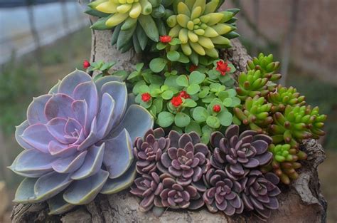 Consejos para diseñar un jardín de cactus y suculentas