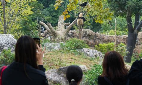 Japanese welcome 50th anniversary of China's giant pandas' arrival ...