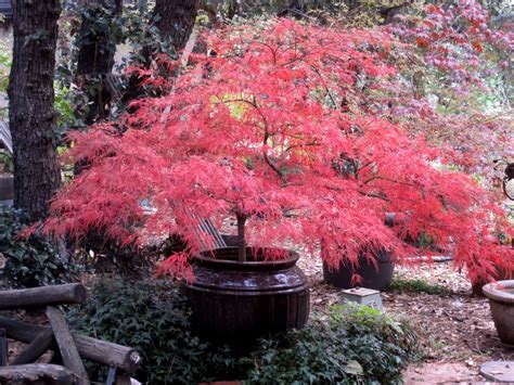 Pin on small backyard landscaping