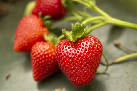 UC Davis Releases 5 New Strawberry Varieties - Vegetables West Magazine