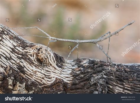 Phasmatodea Known Phasmida Phasmatoptera Known Stick Stock Photo ...