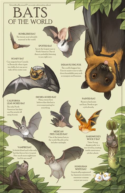 Bat species – Artofit