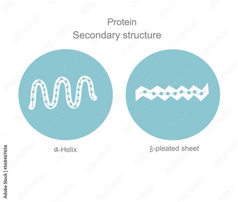 The secondary structure : alpha-helix and beta-pleated sheet of protein ...