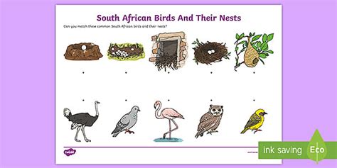 Bird Themed Activities For Preschoolers (Teacher-Made)