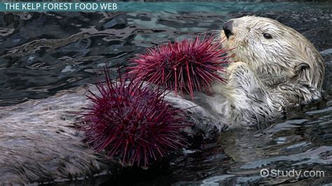 The Kelp Forest Food Web - Video & Lesson Transcript | Study.com