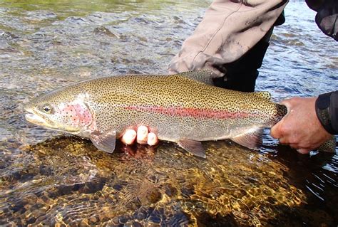 Alaska Fishing Lodges: Alaska Fly Fishing Lodge Trips & Packages | No ...