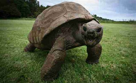 This 187-Year-Old Tortoise Is The Oldest Animal In The World - The Dodo