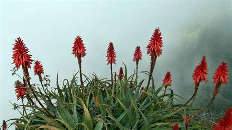 Aloe Vera Flower: Grow and Care For Aloe Plant Flowers