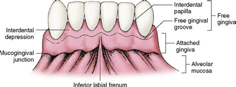 8: Supporting Structures: The Periodontium | Pocket Dentistry