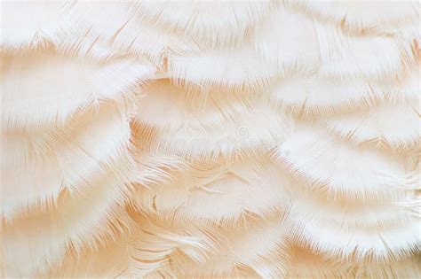 White Feather Texture stock image. Image of close, bird - 44036535