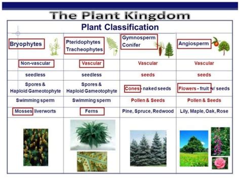 Image result for bryophyte pteridophyte Plant Classification, Kingdom ...