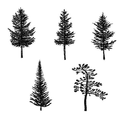 Pine Tree Images Drawing - Pine Tree Transparent Trees Clipart Clip ...