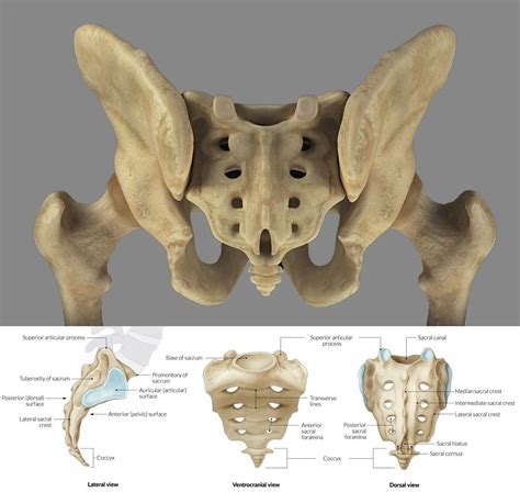 What Is the Sacrum? A Guide to This Triangular Bone - EP Wellness ...