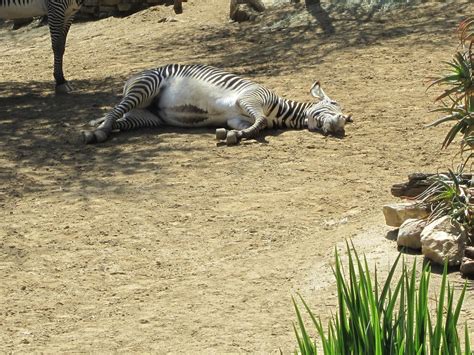 sleeping zebra by pokemonsgirl on DeviantArt