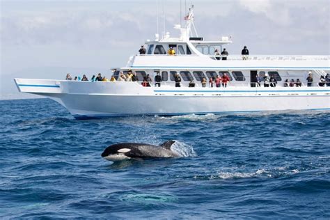 Vancouver Whale Watching Cruise - How much Does it Cost?