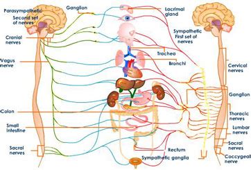 Parasympathetic Nervous System: Definition, Function & Effects - Video ...