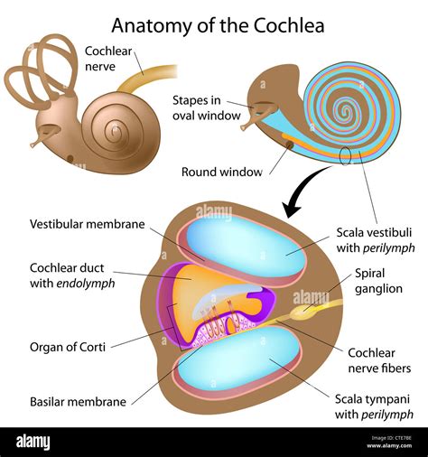 Anatomy of the cochlea of human ear Stock Photo - Alamy