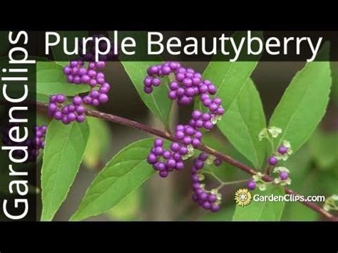 Purple Beautyberry - Callicarpa dichotoma - "Semi" Edible Purple Beauty ...