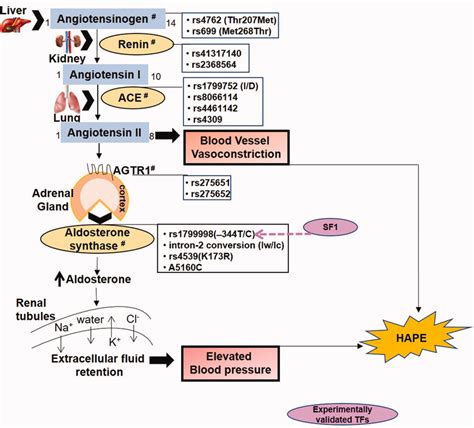 The renin–angiotensin–aldosterone pathway regulates blood pressure and ...