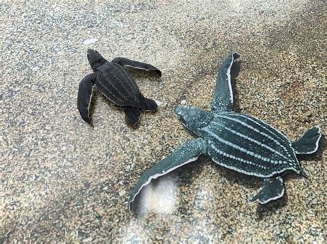 LEATHERBACK BABY | Leatherback, Turtle, Sea turtle