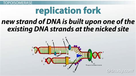 Topoisomerase Overview & Function | What is Topoisomerase? - Video ...