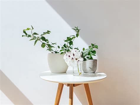 The 5 Best Indoor Plants for Clean Air to Add to Your Home | TheThirty