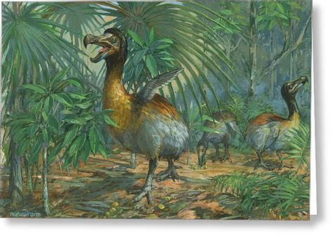 Dodo Bird Painting at PaintingValley.com | Explore collection of Dodo ...