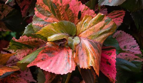 Acalypha Wilkesiana Wikipedia, 44% OFF | www.gf-planen.de