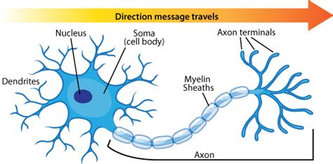 Neuron Firing Models: Hodgkin-Huxley Model | Lewis Cole Blog