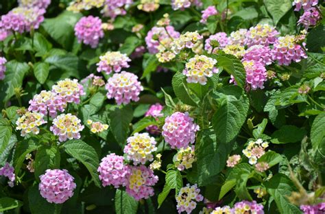 Pink Lantana – Young's Plant Farm