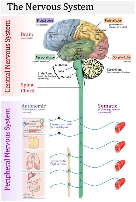 Pin on Nervous system anatomy