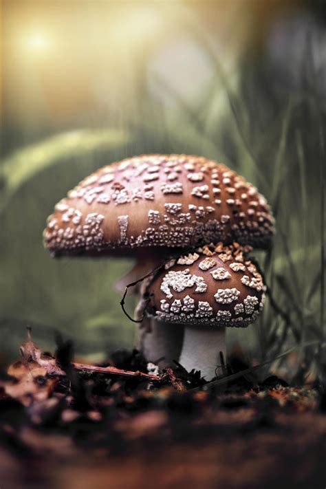 Amanita Pantherina Photograph by Sabine Schiebofski - Fine Art America