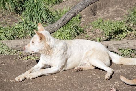 White dingo stock photo. Image of wild, animal, pack - 22743620