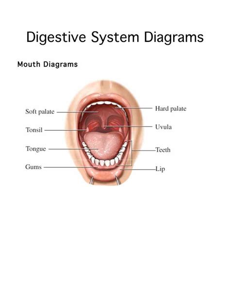 and sublingual salivary secrete saliva the Glands In The Mouth Anatomy ...