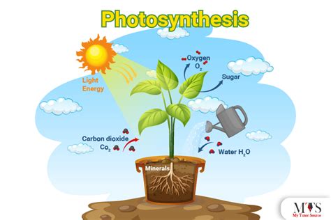 The Reactants and Process of Photosynthesis