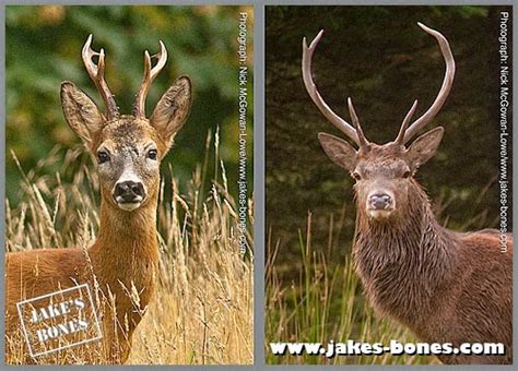 So why do deer even have antlers ? : Jake's Bones