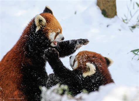 Usually solitary red panda cubs amaze zoo crowd with playful fight and ...