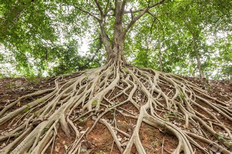 Banyan tree facts and health benefits