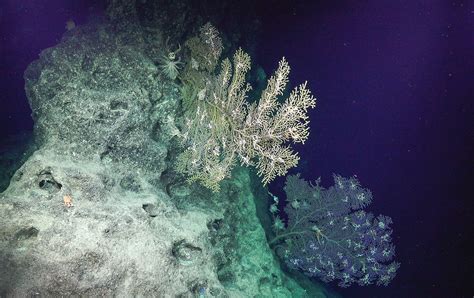 Deep-Sea Exploration Gives New Insight and Discoveries in Largest and ...