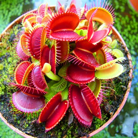 Venus Flytrap Seeds, Insectivorous Plant, Dionaea Muscipula, 100pcs ...