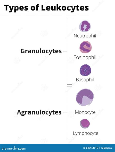 Types Of White Blood Cells. Leukocytes Granulocytes And Agranulocytes ...