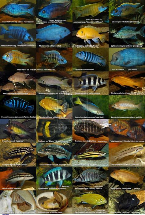 african cichlids - AT&T Yahoo Search Results | Cichlids, African ...