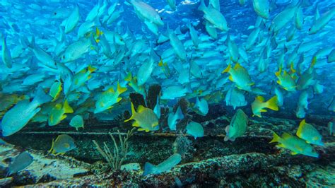 Blue Yellow Fishes Ocean Underwater Swimming Seaweed Coral Reef 4K HD ...