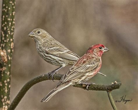 ムラサキマシコ Purple finch (Haemorhous purpureus) pair | Colorful birds ...