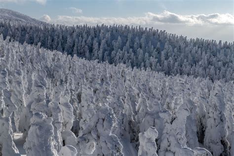 Juhyo: The Snow Monsters on Japan’s Mount Zao - The Atlantic