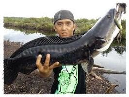 Mancing Ikan Gabus Sensasinya Bikin Gila | KASKUS